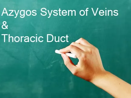 Azygos System of Veins  &