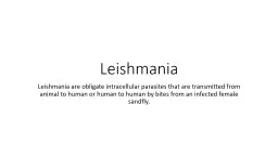 Leishmania Leishmania are obligate intracellular parasites that are transmitted from animal to huma