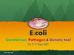 E.coli Commensal ,  Pathogen