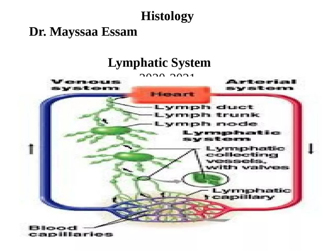 Histology Dr.  Mayssaa