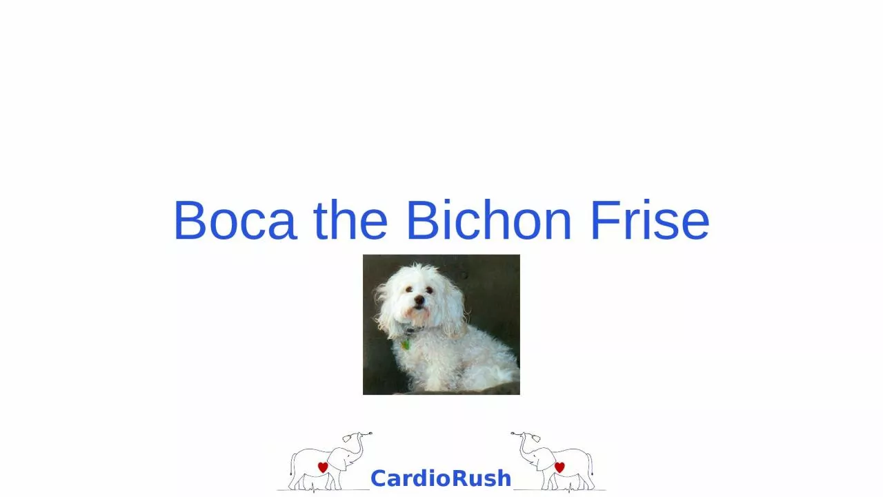 PPT-Boca the Bichon Frise Presentation