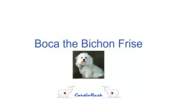 Boca the Bichon  Frise Presentation