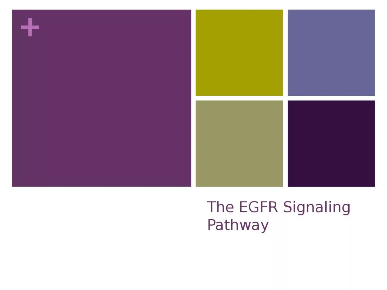 PPT-The EGFR Signaling Pathway