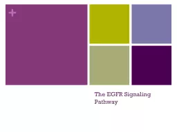 The EGFR Signaling Pathway