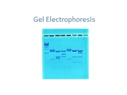 Gel Electrophoresis BIOTECHNOLOGY