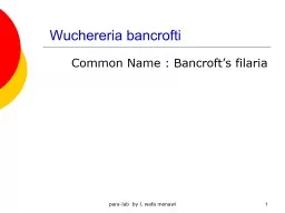 Wuchereria bancrofti