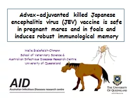 Advax-adjuvanted  killed Japanese encephalitis virus (JEV) vaccine is safe in pregnant mares and