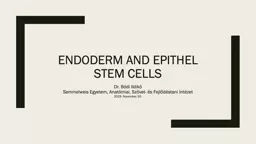 EnDoderm  and  Epithel  stem cells