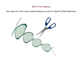 Restriction mapping Site-specific restriction endonucleases are used to identify DNA molecules
