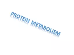 Protein Metabolism  The