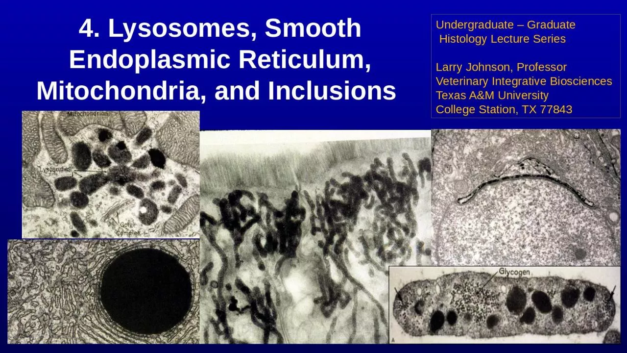 PPT-4. Lysosomes , Smooth Endoplasmic Reticulum, Mitochondria, and Inclusions