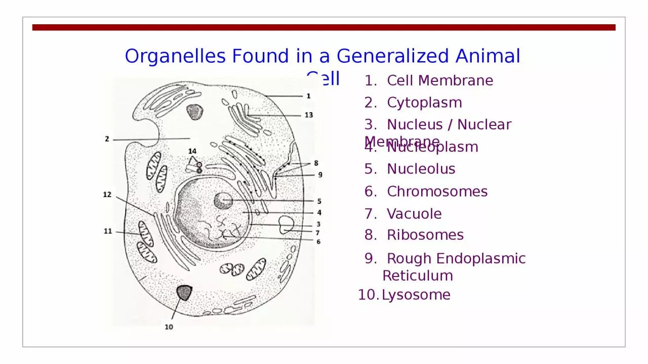 PPT-Organelles Found in a Generalized Animal Cell