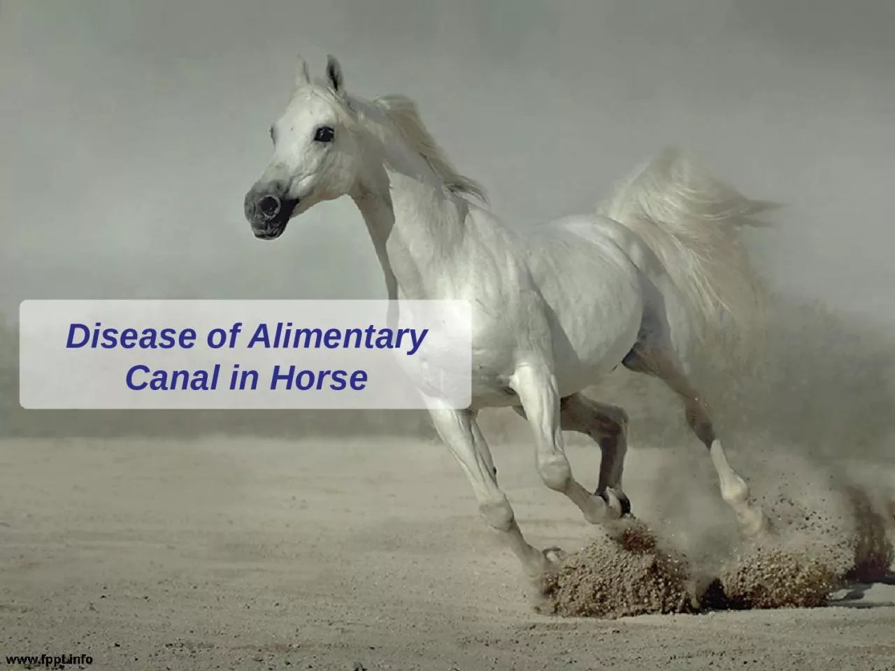 Disease of Alimentary Canal in Horse