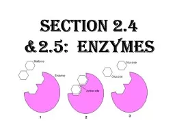 Section  2.4 &2.5:  Enzymes