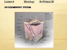 Lecture 6                   Histology