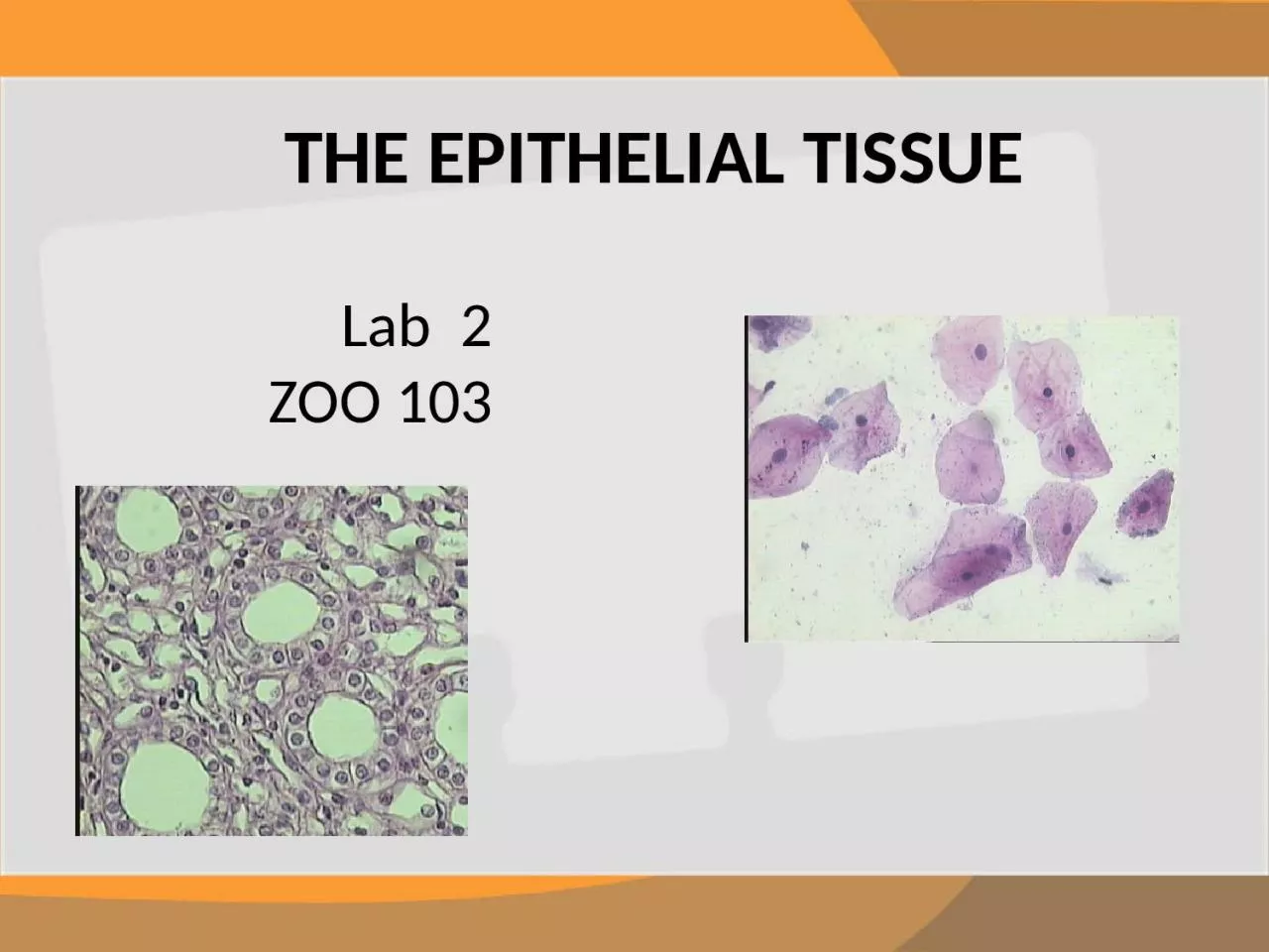THE EPITHELIAL TISSUE  Lab  2