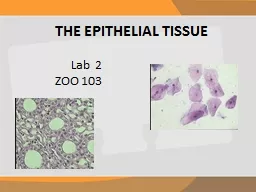 THE EPITHELIAL TISSUE  Lab  2