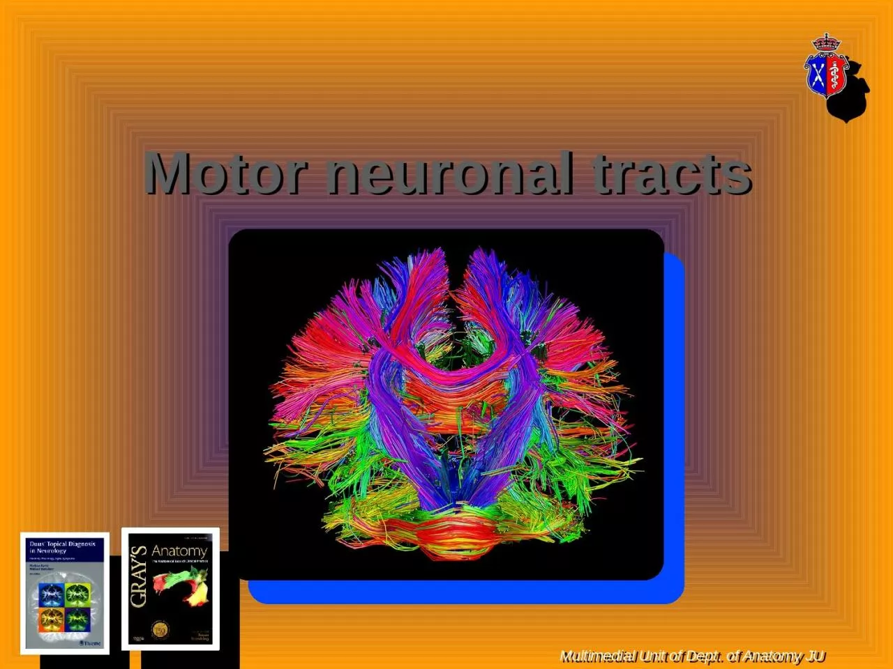 Motor  neuronal   tracts