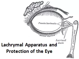 Lachrymal Apparatus and Protection of the Eye