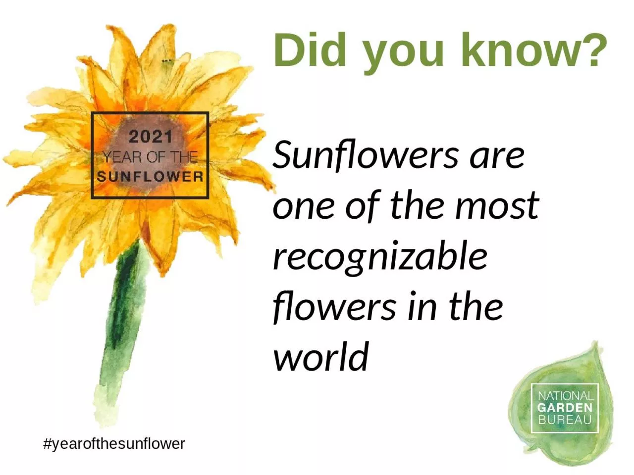 PPT-Did you know? Sunflowers are