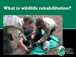 What is wildlife rehabilitation?