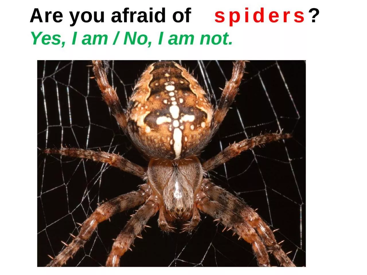 PPT-Are you afraid of spiders