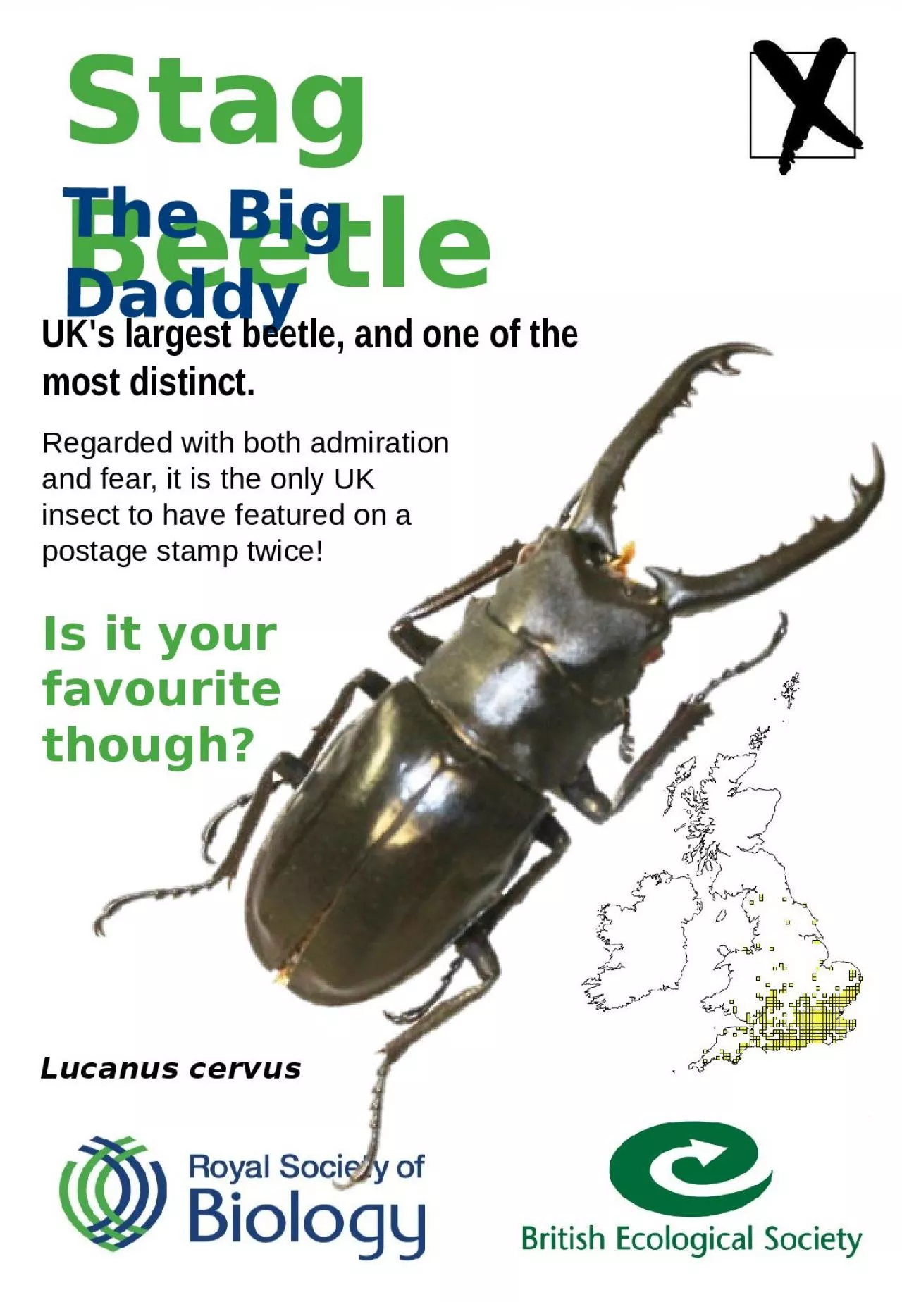 Stag Beetle The Big Daddy