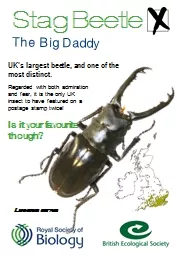 Stag Beetle The Big Daddy