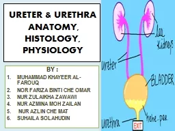 URETER & URETHRA   ANATOMY, HISTOLOGY, PHYSIOLOGY