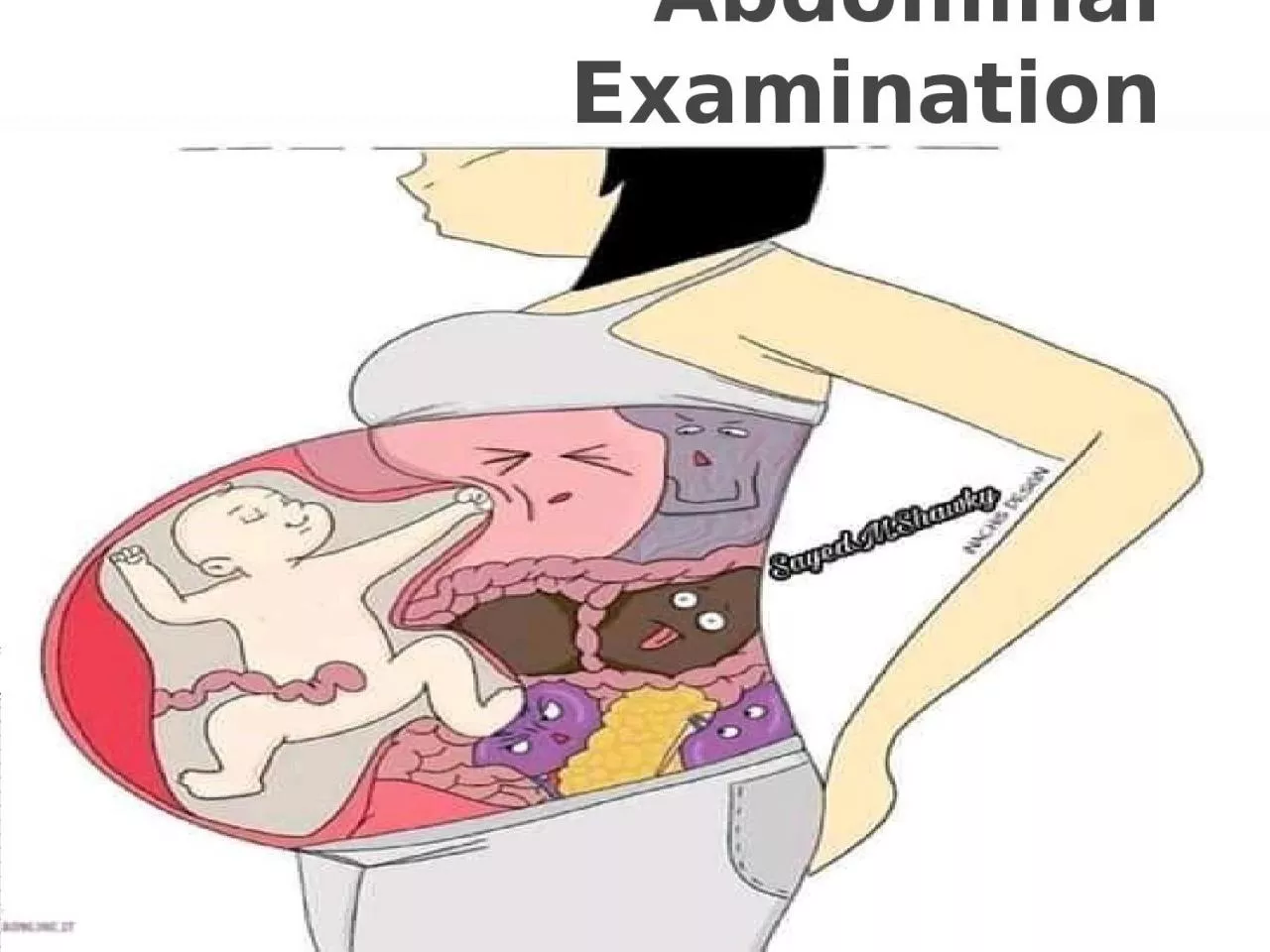 Abdominal Examination Abdominal Examination