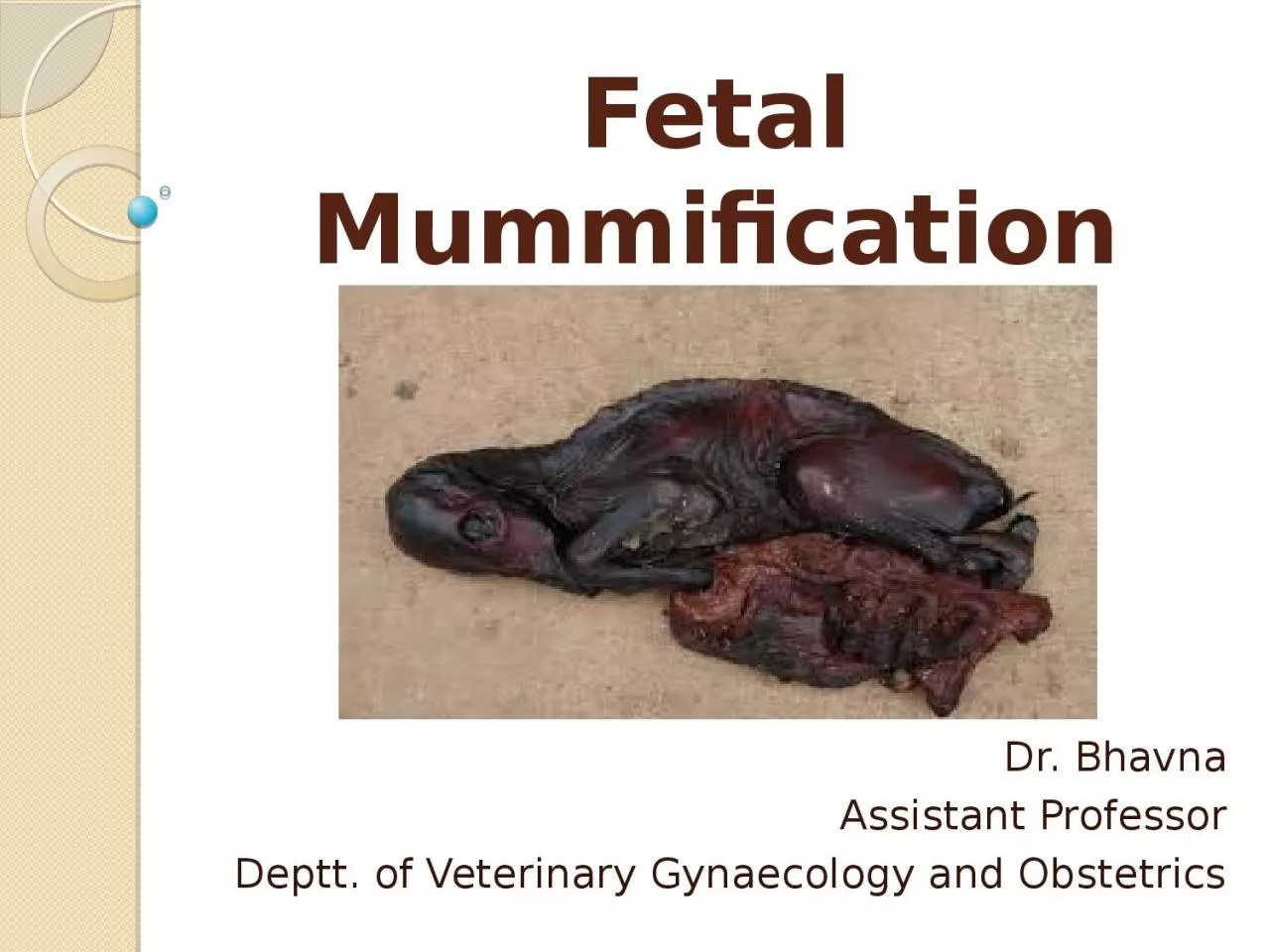 Fetal Mummification Dr.