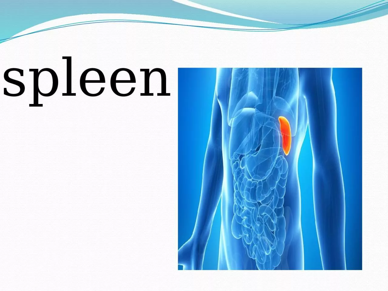 PPT-spleen Clinical Applied Anatomy