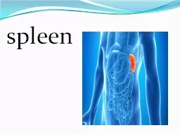 spleen Clinical  Applied Anatomy