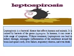 Leptospirosis is a bacterial disease that affects humans and animals. It is caused by