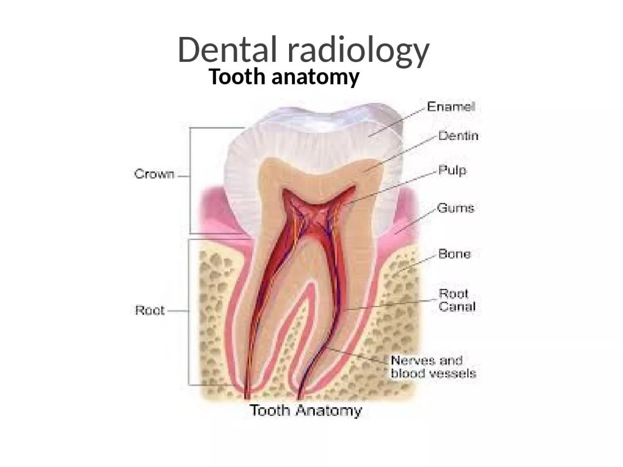 PPT-Dental radiology Tooth anatomy