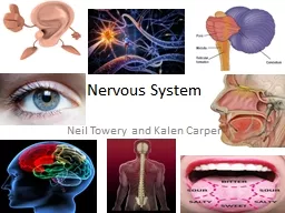 Nervous System  Neil  Towery