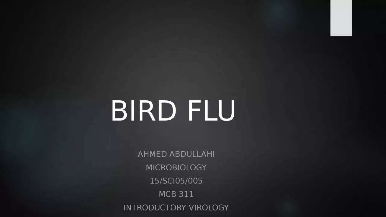 BIRD FLU AHMED ABDULLAHI