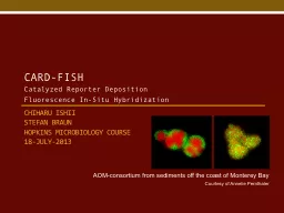 CARD-FISH Catalyzed Reporter Deposition