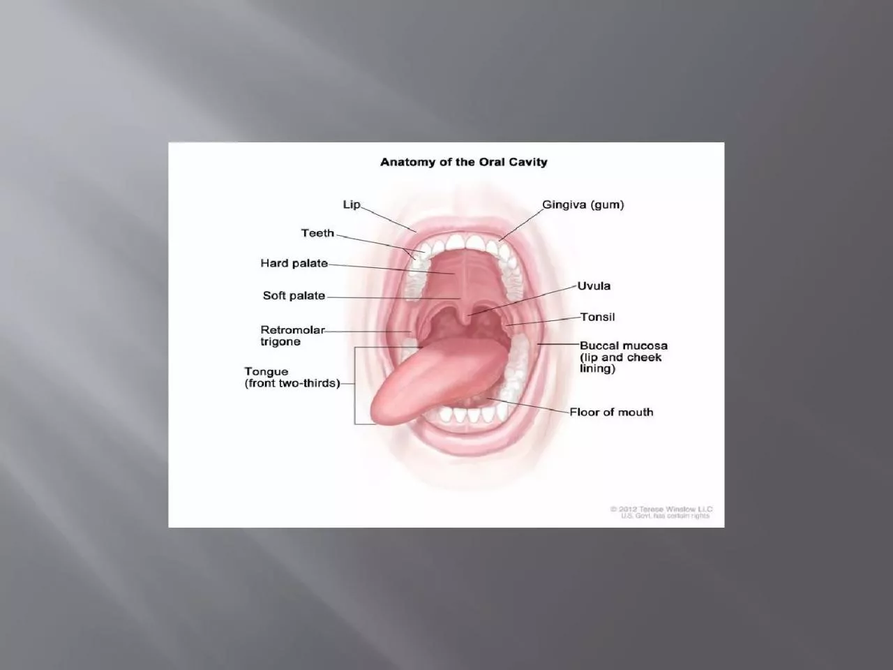 ORAL CAVITY The oral cavity is formed by a bewildering array of tissues which function