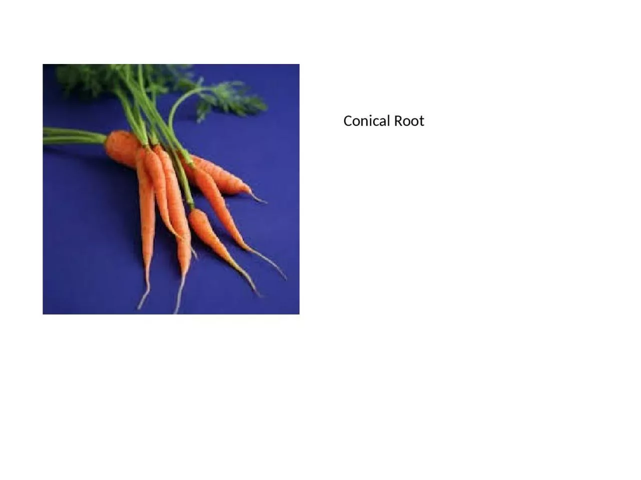 PPT-Conical Root Tap Root Adventitious Root