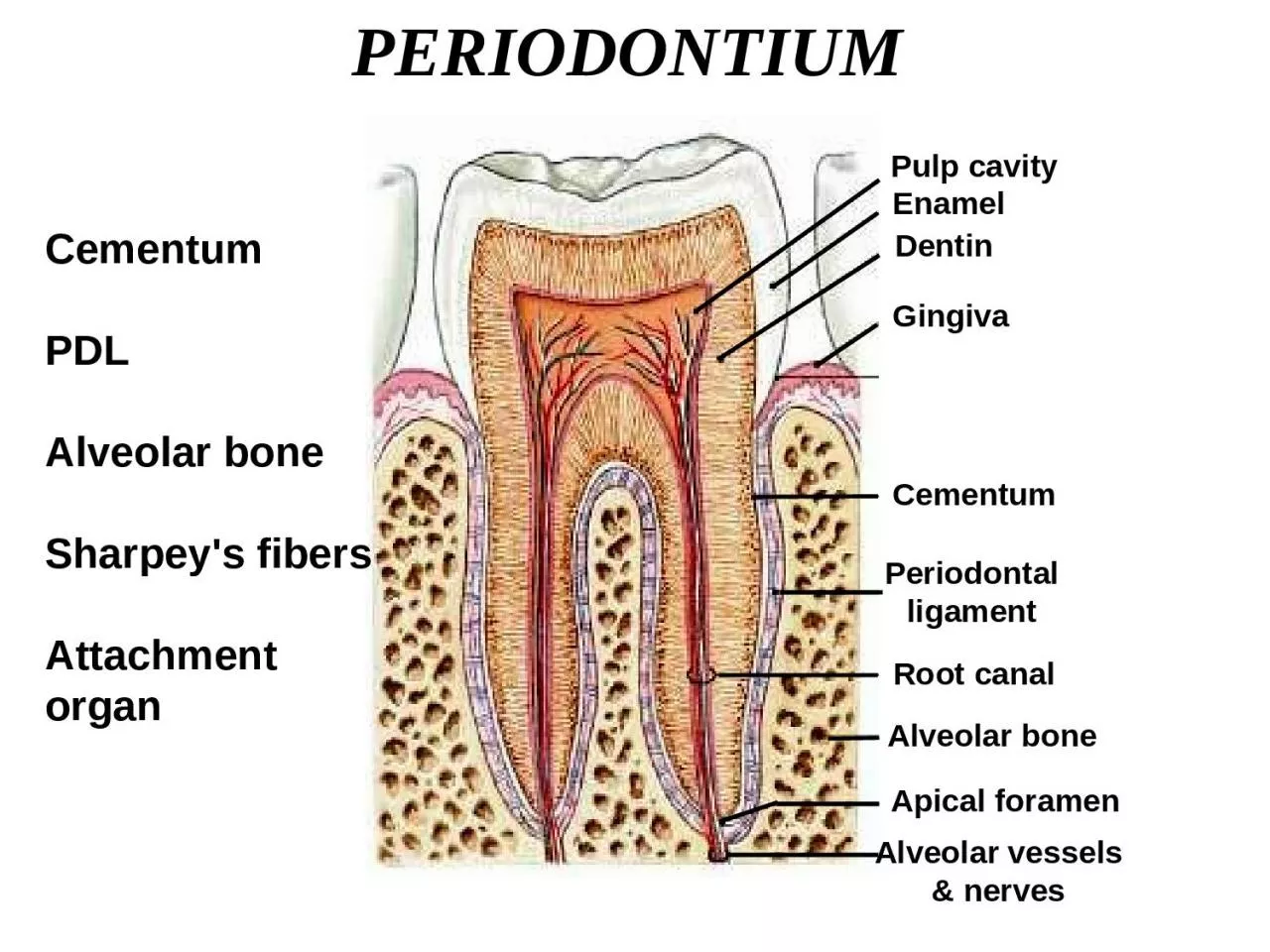 PERIODONTIUM Cementum PDL