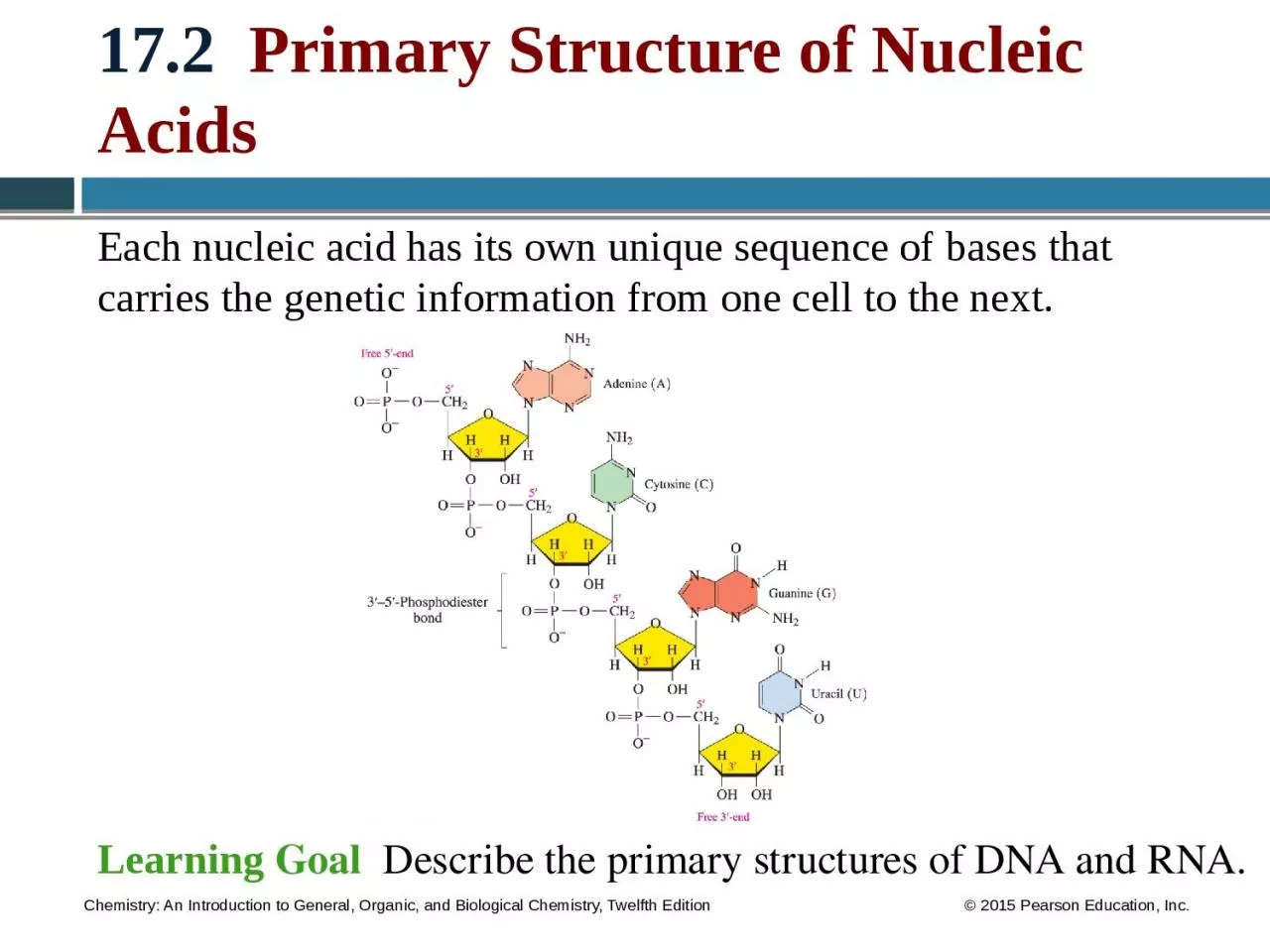 17.2   Primary Structure of Nucleic Acids