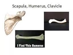 Scapula,  Humerus , Clavicle