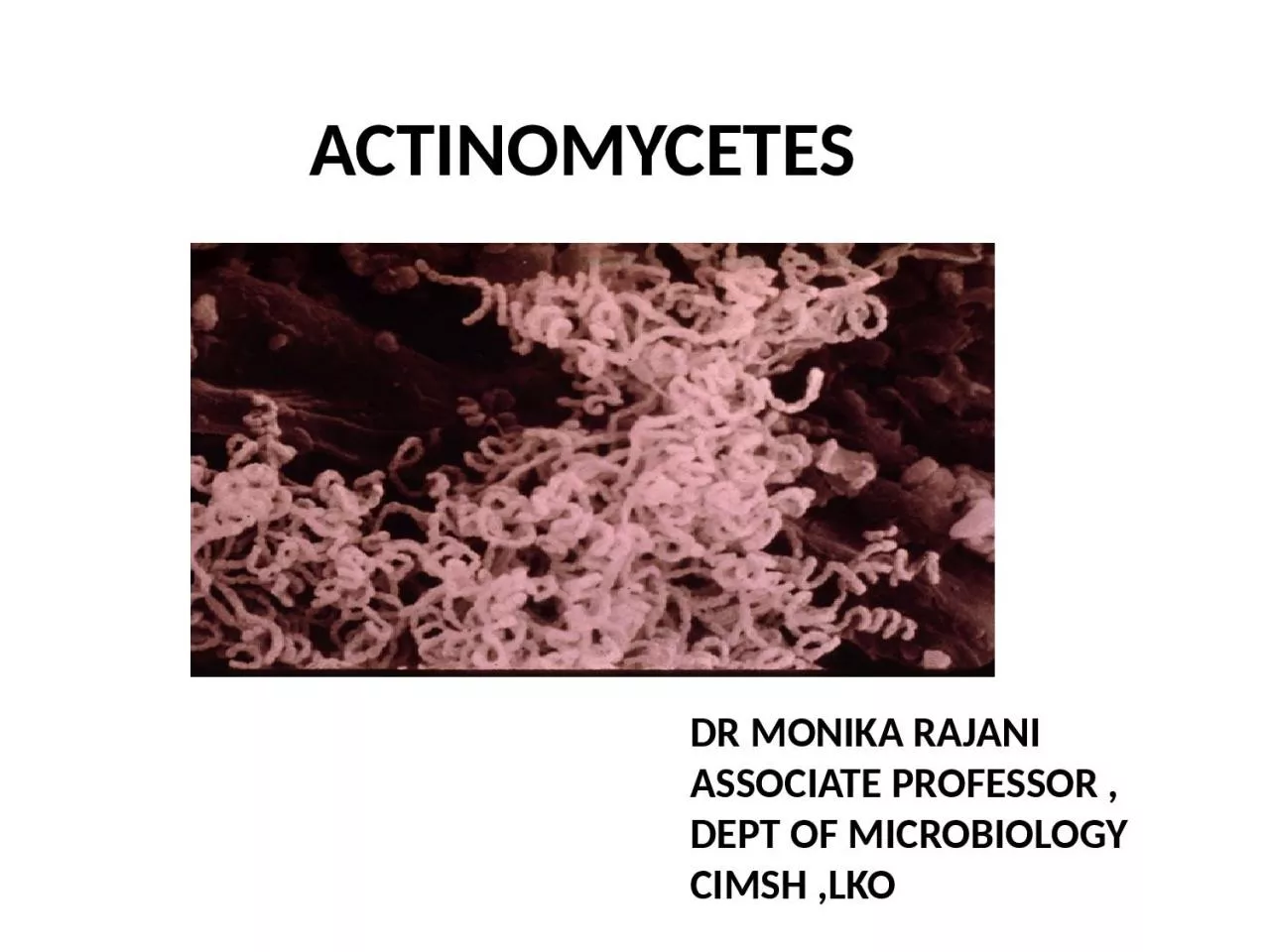 PPT-ACTINOMYCETES DR MONIKA RAJANI