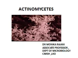 ACTINOMYCETES DR MONIKA RAJANI