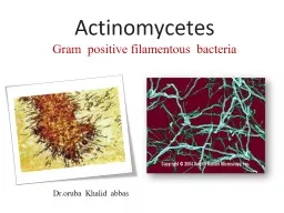 Actinomycetes  Gram  positive filamentous  bacteria