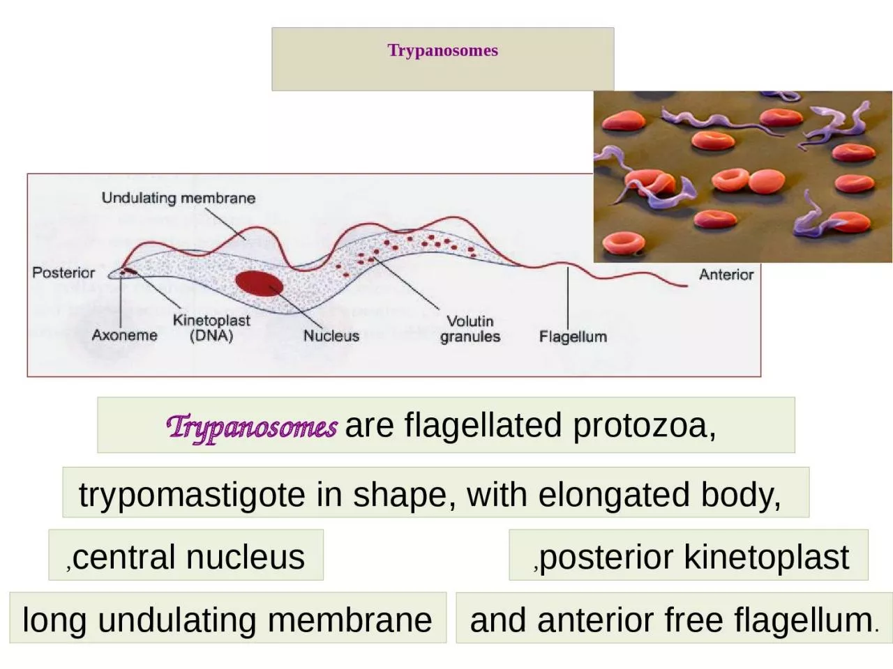 PPT-Trypanosomes are flagellated protozoa,