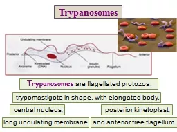 Trypanosomes   are flagellated protozoa,