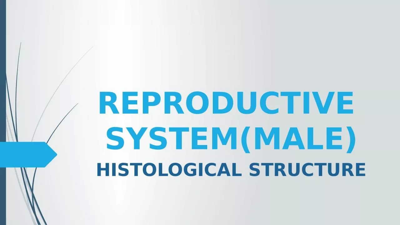 PPT-REPRODUCTIVE SYSTEM(MALE)