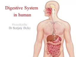 Digestive System  in human